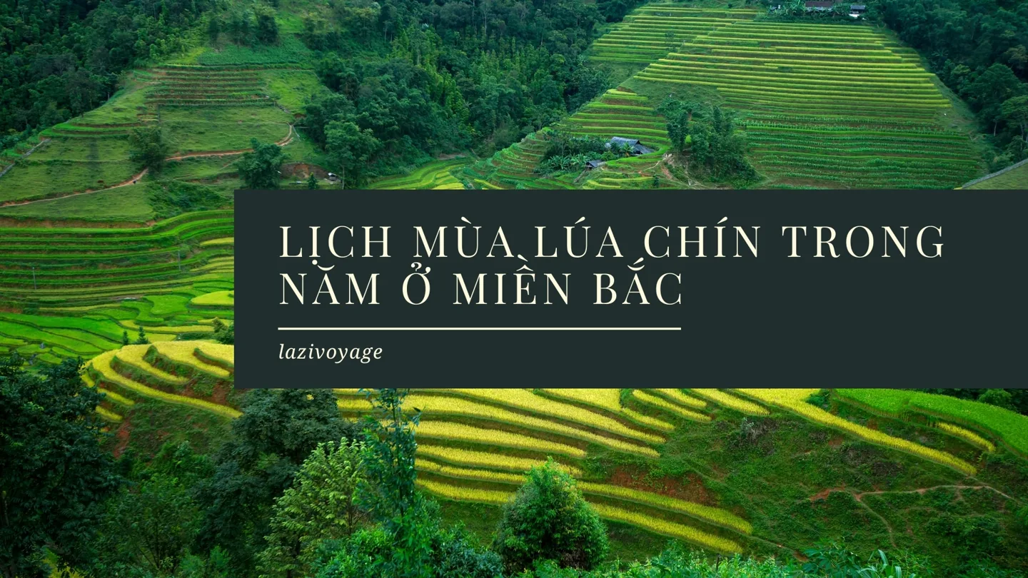 Lich-mua-lua-chin-mien-bac